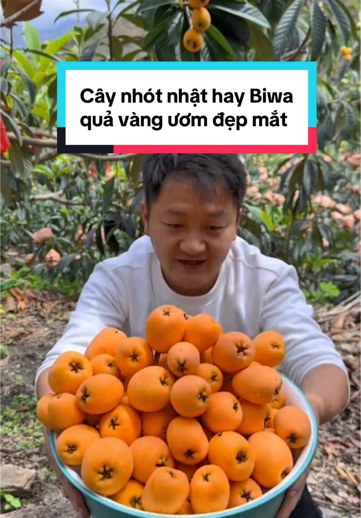 Cây nhót Nhật hay còn gọi là Biwa màu vàng cam, thơm mát ngon lành #biwa #caybiwa #caynhotnhat #nhót #nhotnhat #cayanqua #trongcay #bonsai #nongnghiep 