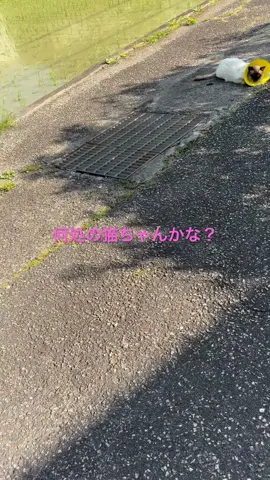 エリザベスカーラ。ん？あれ？