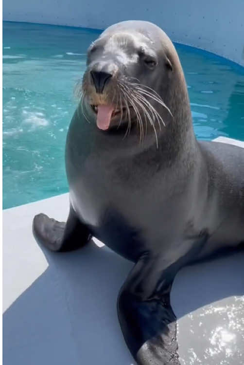 Seals are the cutest!#seal #silly #cute #seals #funny #sillyseals #sealsoftiktok #funnyseal #sealcore #sealfyp #sealtok #sillysealboy #sillyseal #cutie #foca #fyp #foryou #foryoupage