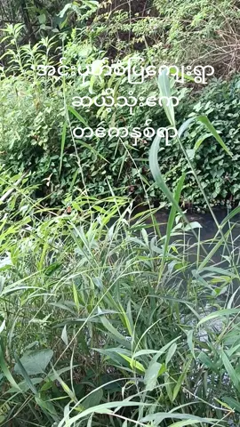 #ပြင်ဦးလွင် #09255777825 #09795323622 