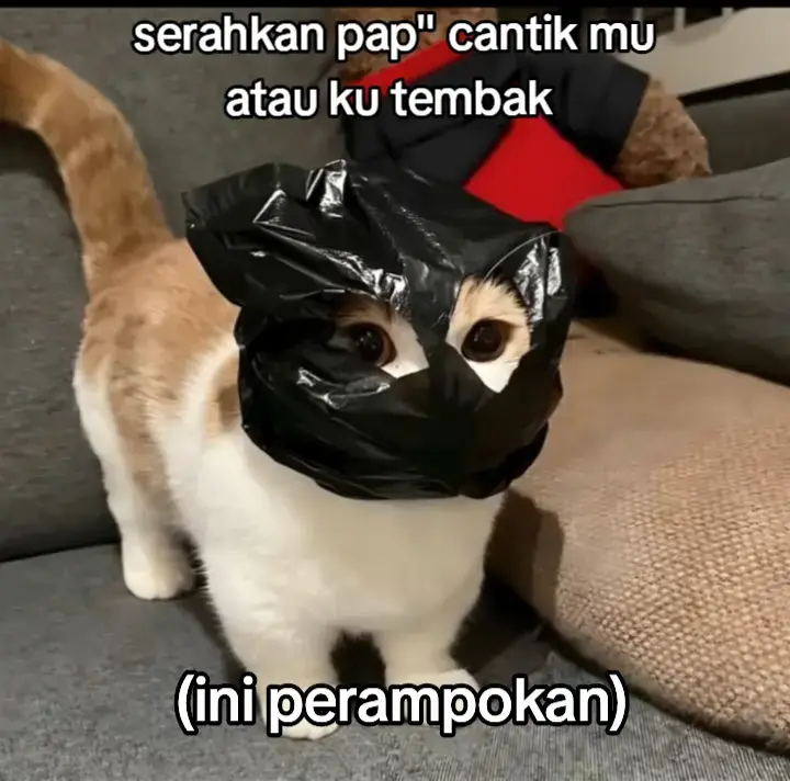 #cats #kucing #miawaug #perampok #gakpernahmasukfyp #agoritmotiktok #creatorsearchinsights #papimut #blockblast 