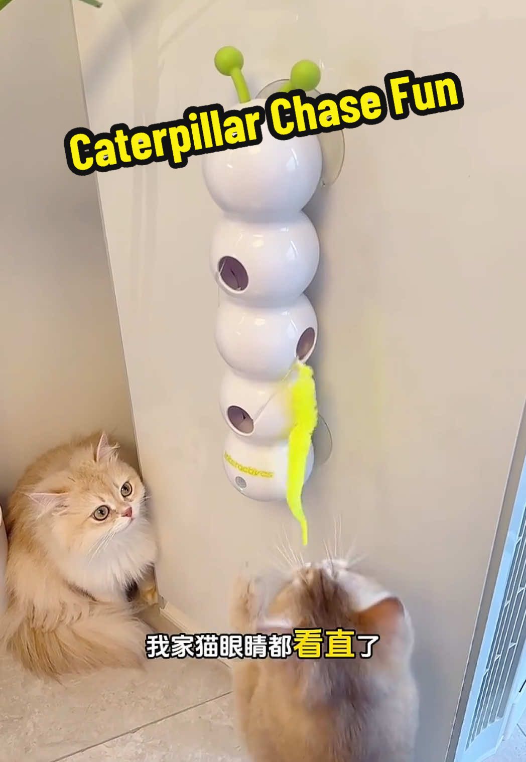 Caterpillar Chase Fun#pet #petlover #catlovers #catvideo #cattoy #catvideos #catlover #catlover #cat #cute 