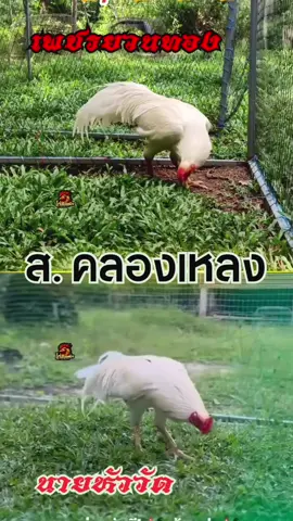 ห้ามพาดคู่นี้ที่คลองเหลง #สนามคลองเหลง #เพชรยวนทอง #นายหัววัต #ไก่เดือยใต้ #ไก่เดือย #อนุรักษ์ไก่ใต้🐓 #ไก่ใต้ #ไก่ชน #เล่นไก่ 