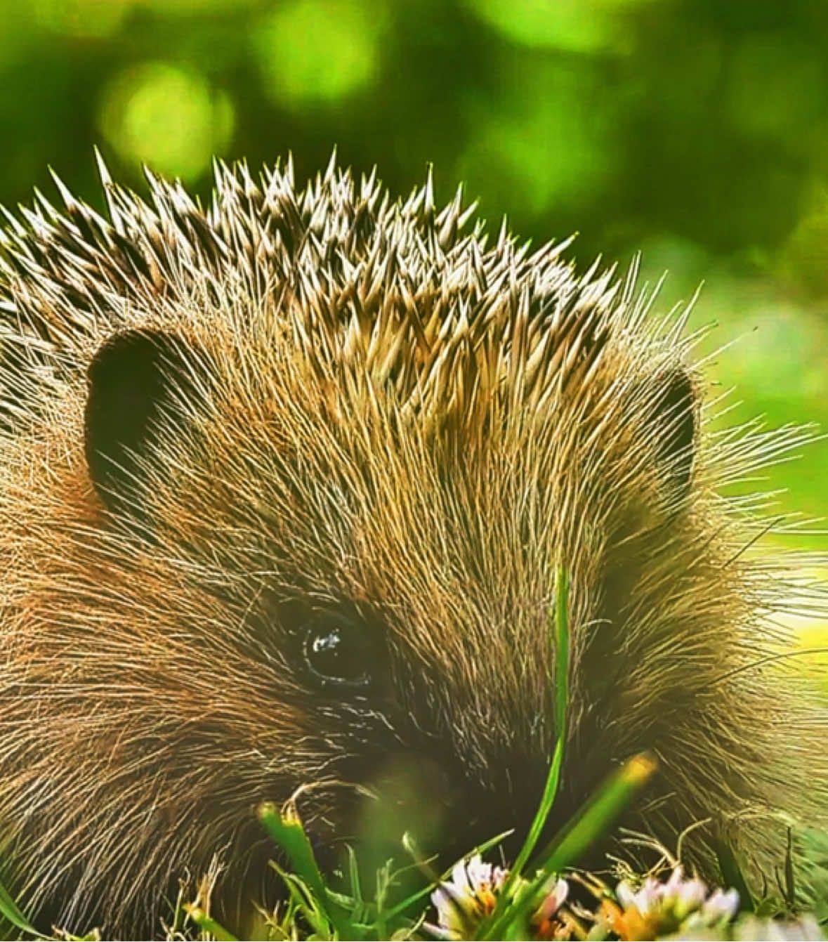 The United Kingdom 🦔🇬🇧#uk #british #trends #edit 