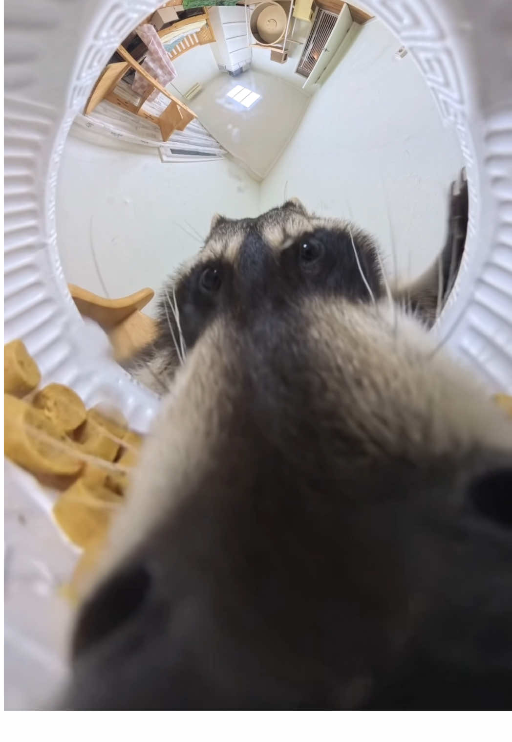 사료 흡입하는 달봉이 ㅋㅋㅋ #라쿤 #raccoon #puppy