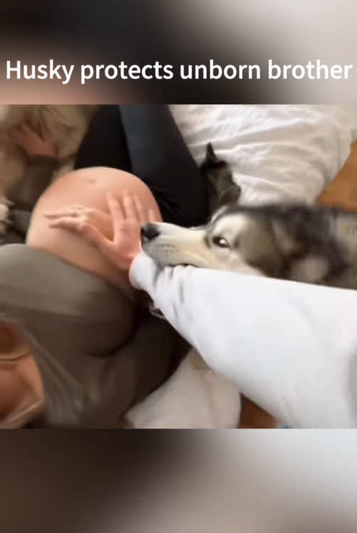 Huskies accompany children’s growth❤️#dog #Love #baby #pet #lovestory #friends #dogsoftiktok #foryou #usa🇺🇸 