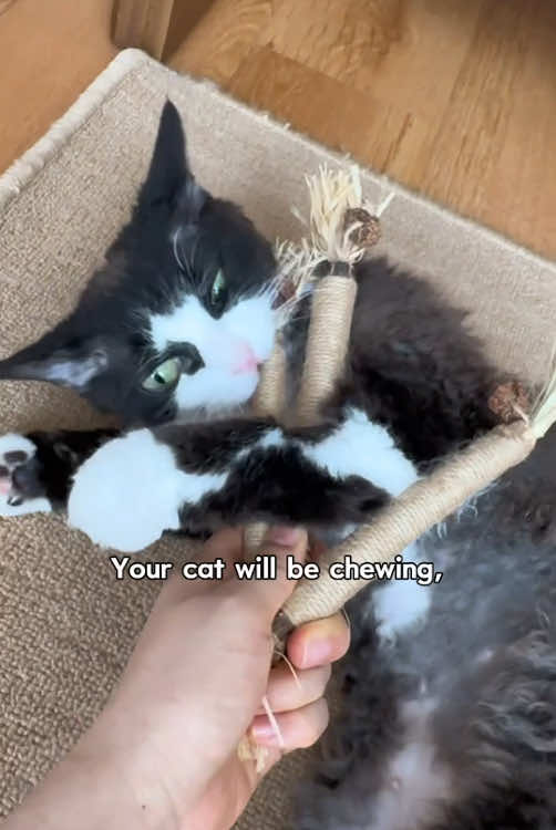 #catsoftiktok #cat #cattoys #pet #pettoys #meme #chewtoy 