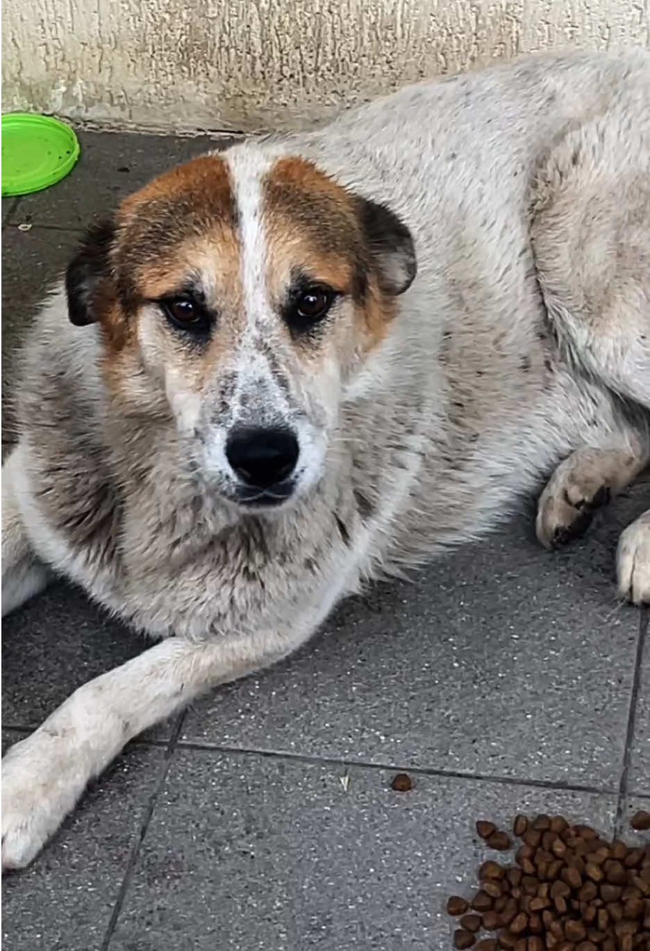 пёсий движ 97 🐶 трудный путь из собаки в шашлык #собаки #животные #приютдляживотных #вдобрыеруки #благотворительность #CapCut 