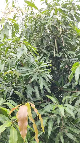 มะม่วงบ้านสวนเเม่ที่สตึก  ปีนี้ดกมาก