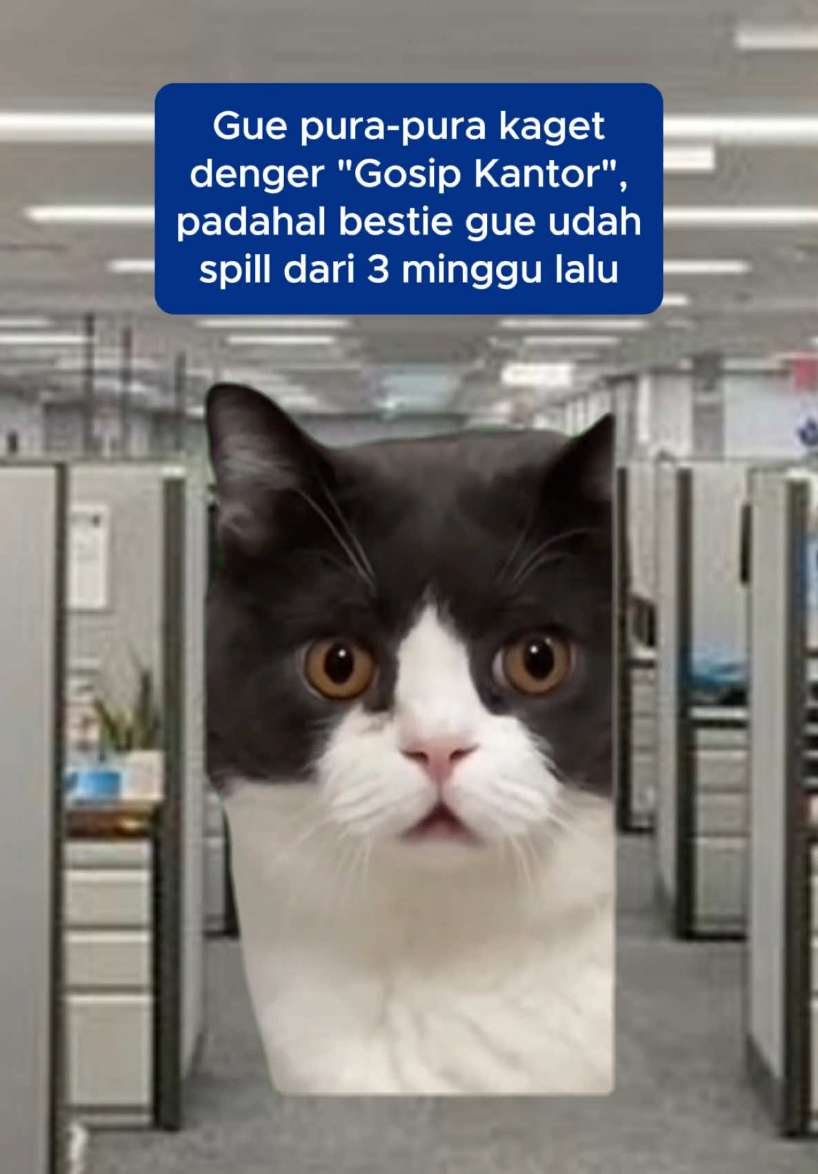 Ekspresi boleh baru, infonya sih udah expired 😭🍿 [cr : @memecatcorporate ] #memecatcorporate #corporate #catmeme #meme #bobbykartanegara #kucingprabowo #karyawan #mangu #fourtwnty  #GosipKantor #CeritaKantor #POVKantoran #DramaKantor #AnakKantoran #WorkBestie #TemenKantor #POVIndonesia #TikTokReceh #RelateBanget #GenZVibes #FYPIndonesia #TeamReceh #GengGosip #lfyp 