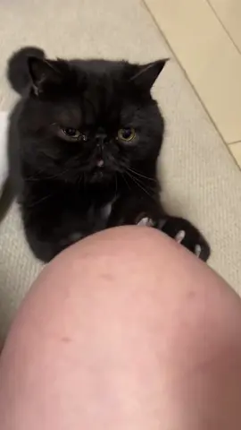 Cat scratching #cat #cats #funny #funnyvideos #tiktok #funnytiktok #videos #animals #foruyou 