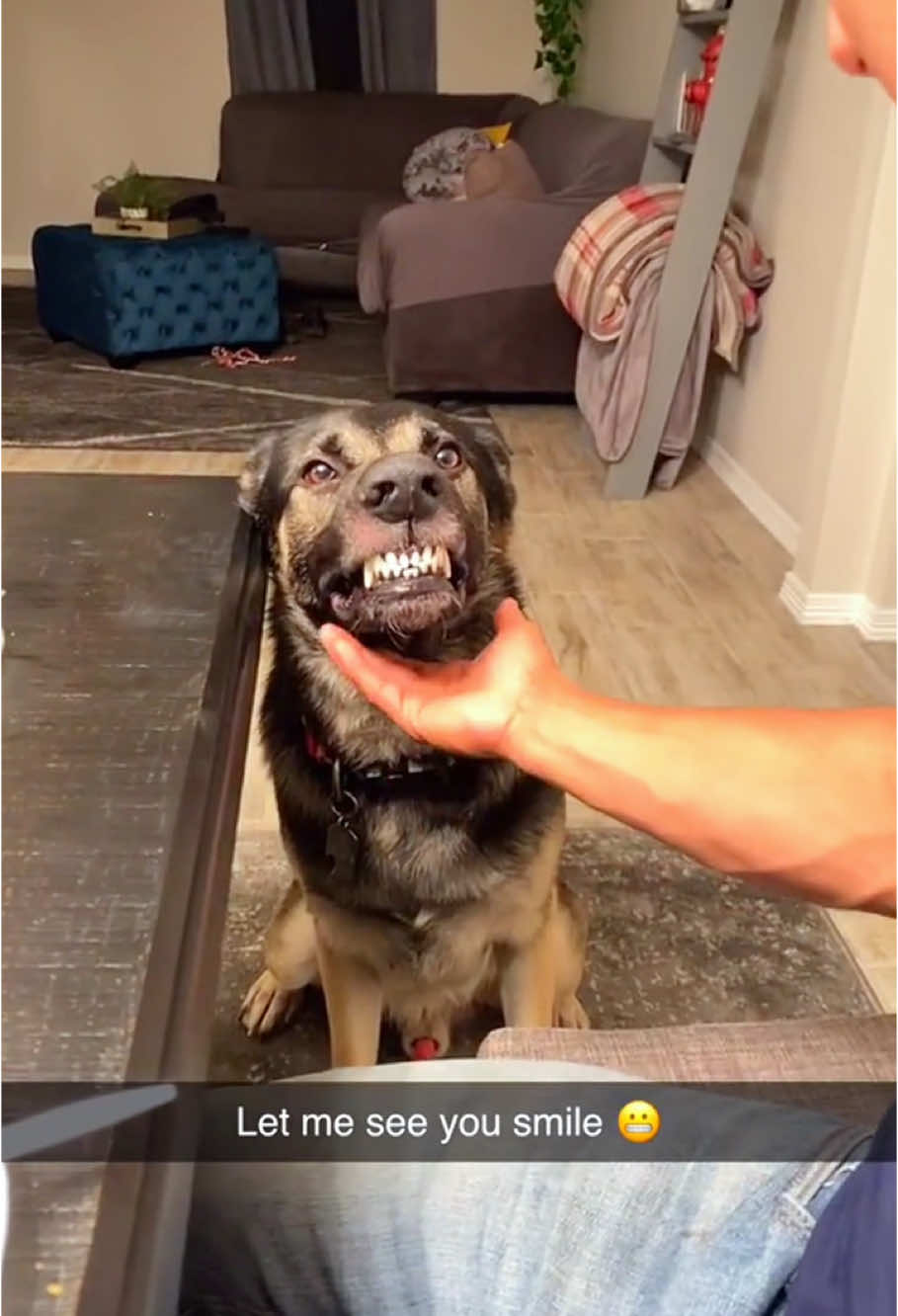 Smiling dog🤣#dog#funny#funnyanimals#funnypets#animals #dogsofttiktok #pet #foryou #longervideos