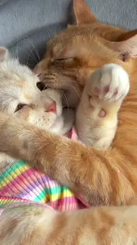 😻😻 #cat #kucing #kucinglucu #kucingimut #fyp #fyppppppppppppppppppppppp #foryou #bucin 