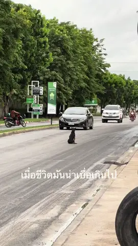 จะนั่งใครจะทำไม😅 #หมาตลก  #หมาจร 