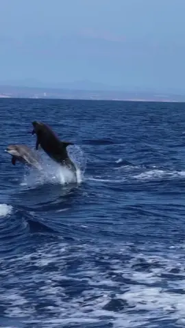 #creatorsearchinsights Dolphin jumping in the sea 💦 #fyp #viral #dolphinsjumping #seadolphins #dolphins #OceanAnimals 