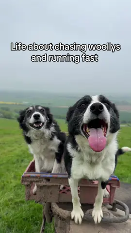 #fyp #foru #foryou #tiktokviral #foryoupage❤️❤️ #dog #viral_video #dogsoftiktok #dogs #doggo #funnytiktok #happydance #bordercollie #tik_tok #trendingvideo #cuteanimals 
