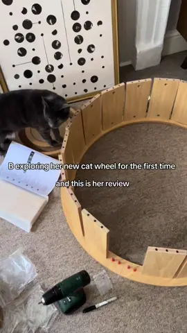 b’s honest review of her new cat wheel. She did figure it out pretty fast #catwheel #catexcercisewheel #greycat #catplaying #catreview #productreview #fyp 