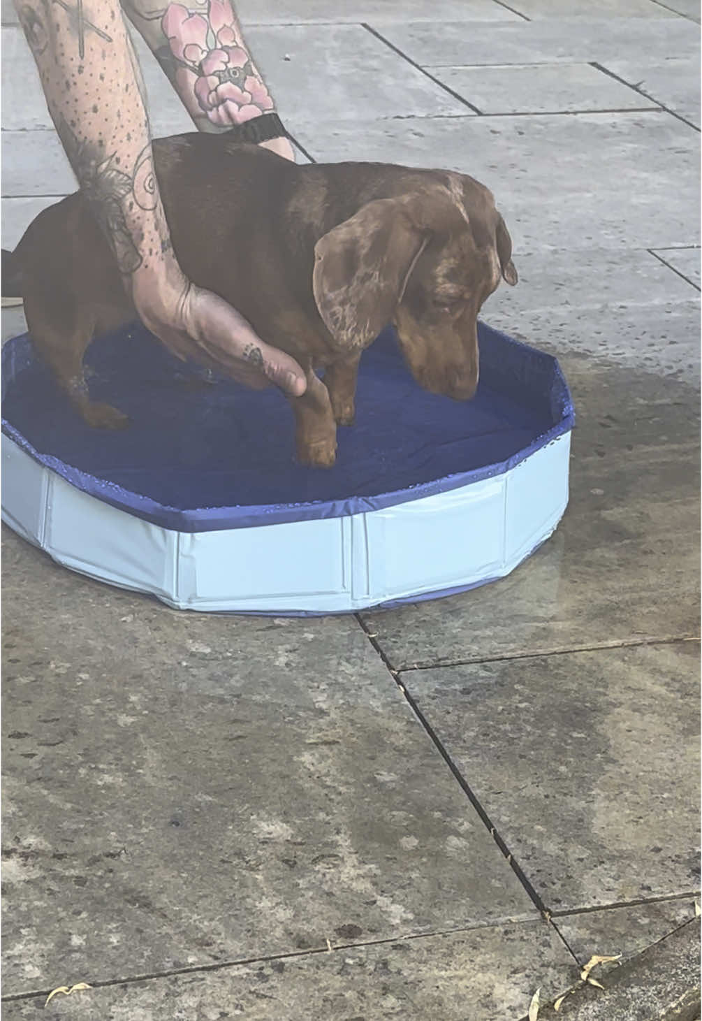 He’s not a pool boy #dog #fyp #foryoupagе #dachshund #weinerdog #weinerdog #minisausagedog #sausagedogsoftiktok #sausagedog #pool #minisausagedogtiktok #swimmingpool 