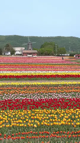 北海道のチューリップ畑🌷 #北海道観光 #北海道