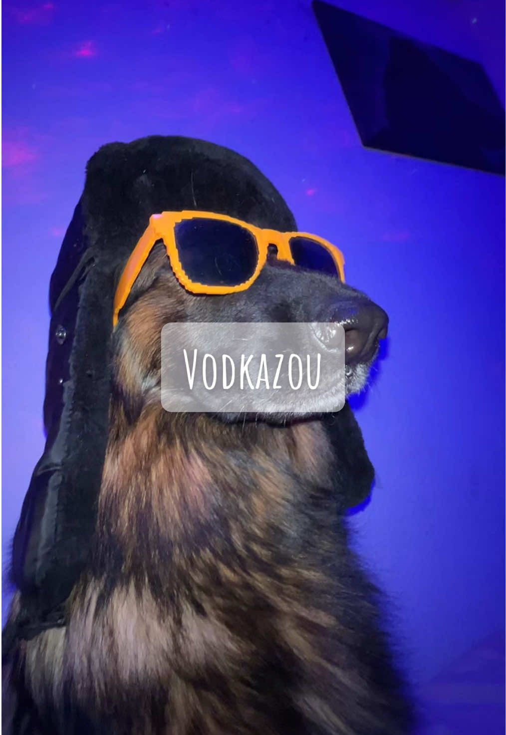 #hund #dog #gsd #schäferhund #dsh #deutscherschäferhund #germanshepherd #shepherd #langhaarschäferhund #langstockhaar #longhairgermanshepherd 