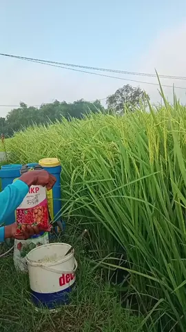 pupuk mkp perangsang buwah #sahabat #petani #padi #pruning #pupuk #mkp 