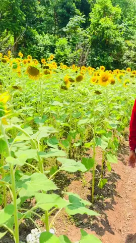 राम्री नै छु फुल भन्दा, के चाहियो र यो भन्दा!  चाइनेजो जिन्दगानीमा! ! 🥰🌹🌹#fypシ゚viral🖤tiktok #creatorsearchinsights #fypシ゚viral #viraltiktok #foryourpage #happymoments 