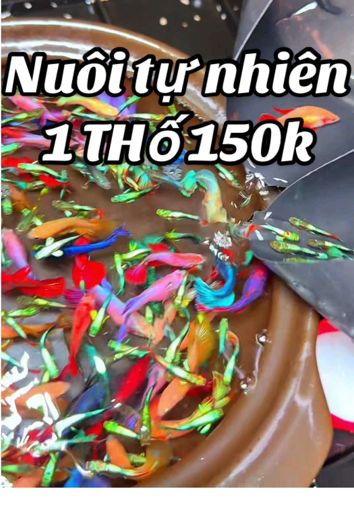 Cá khoẻ , đẹp , đủ màu , giao tận nơi , kiểm tra trước #xuhuong #trending #xuhuongtiktok #trendingvideo #tiktok #viral 