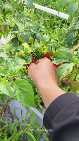 Một quả ớt cả trung đoàn ăn không hết mà mình bác chơi cả quả 🤣 #LaiChau #dulichlaichau #nongsan #dacsantaybac #nongsanlaichau #xuhuongtiktok 