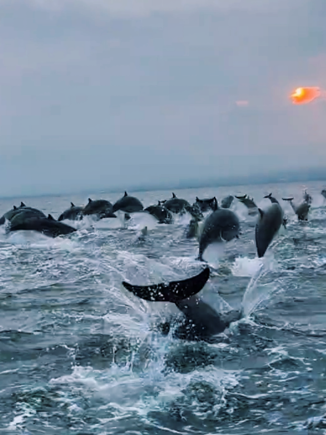 Dolphin @ lovina - singaraja #dolphin #lumbalumba #lovina #bali #singaraja #singarajabulelengbali 