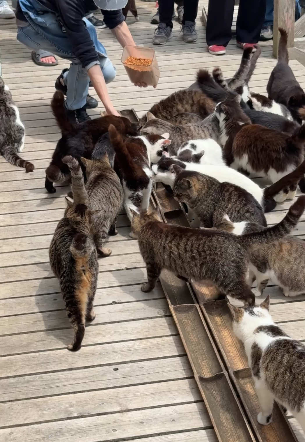 Feeding time at one of the Cafés on Tashirojima, also known as Cat Island.  #japan #japantrip #japantravel #japanese #solotravel #cat #cats #catisland #cute #kawaii 