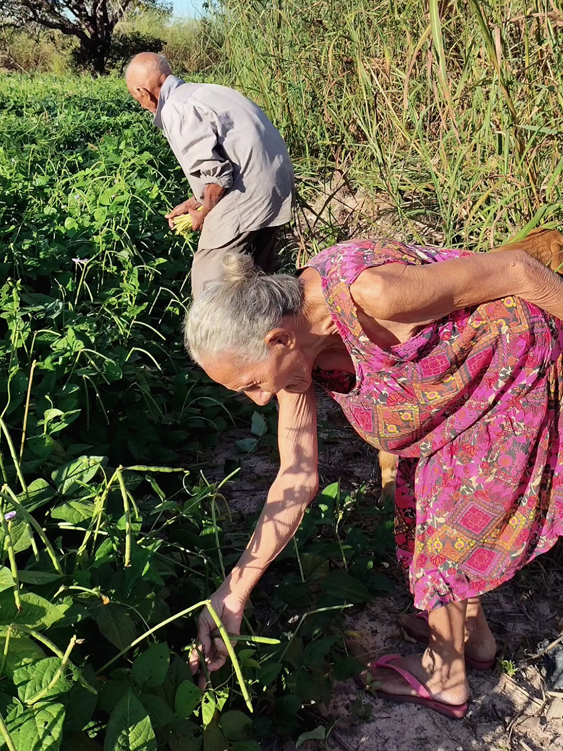 Colheita abençoada🙏🏽🫛 #colheita #roça #feijão #casal #avós #abuelos #amor 