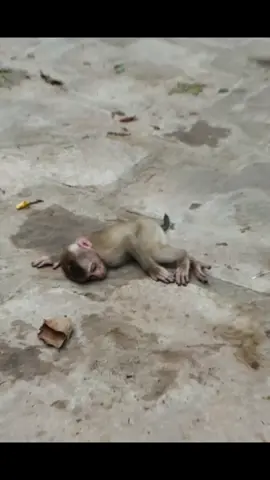 Adorable Clip | what going on with Libby and Lily  #babymonkey🐒❤️ #abandonedmonkey #cuteanimals #poormonkey #wildlife