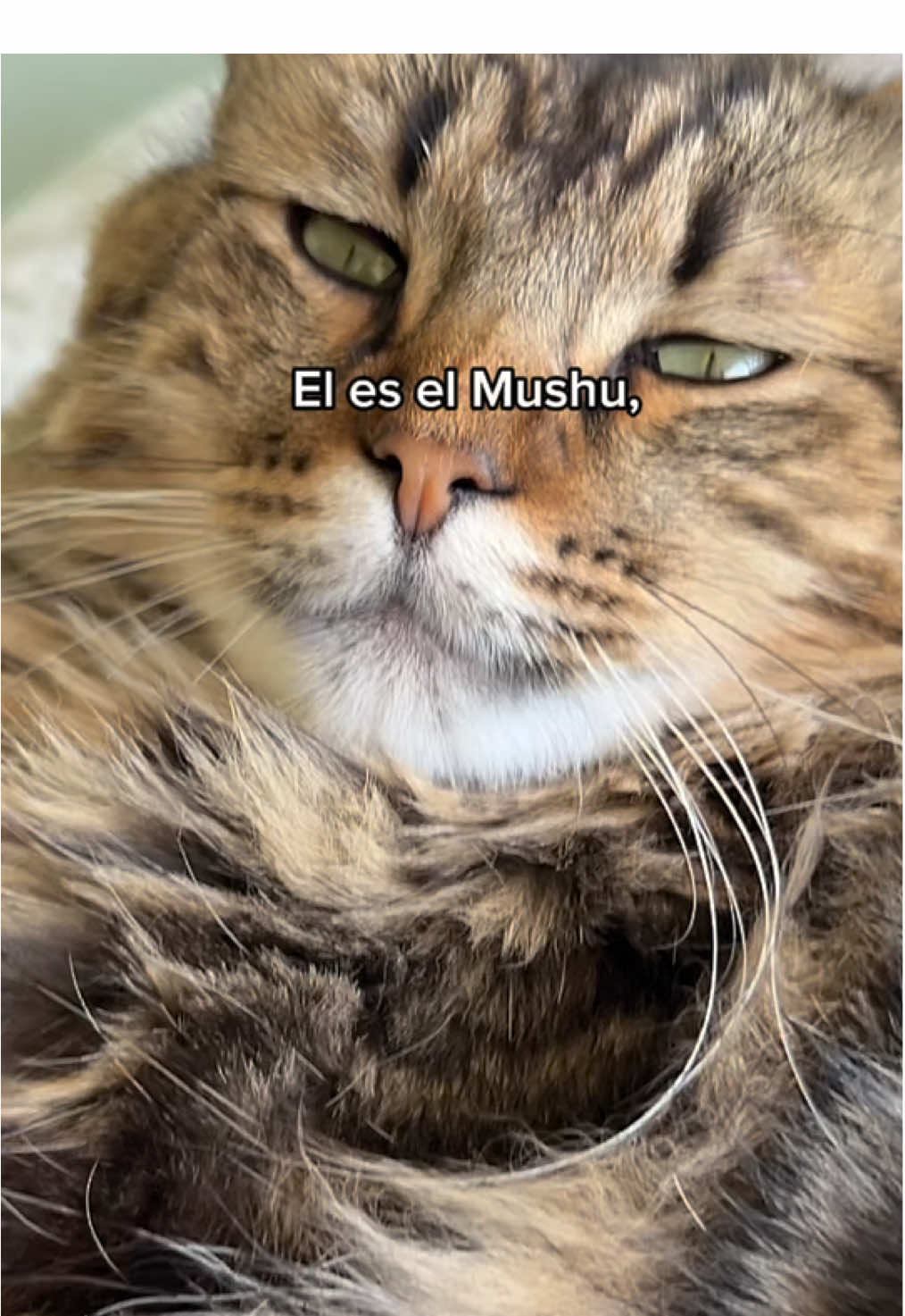 🐾 ¡Derrames nunca más! Este plato antideslizante mantiene la comida en su lugar y a tu mascota feliz 😺🐶 #gatostiktok #gatos #amazonfinds #temufinds #musthaves #nosabiaquelonecesitaba  #CapCut 