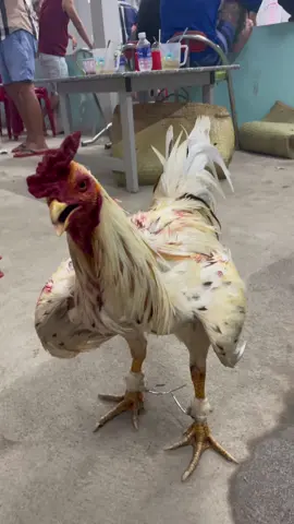 E vừa lên lớp 1 nhá ae😂😂😂😂#66đồngtháp #ga #xuhuongtiktok #xuhuớng 