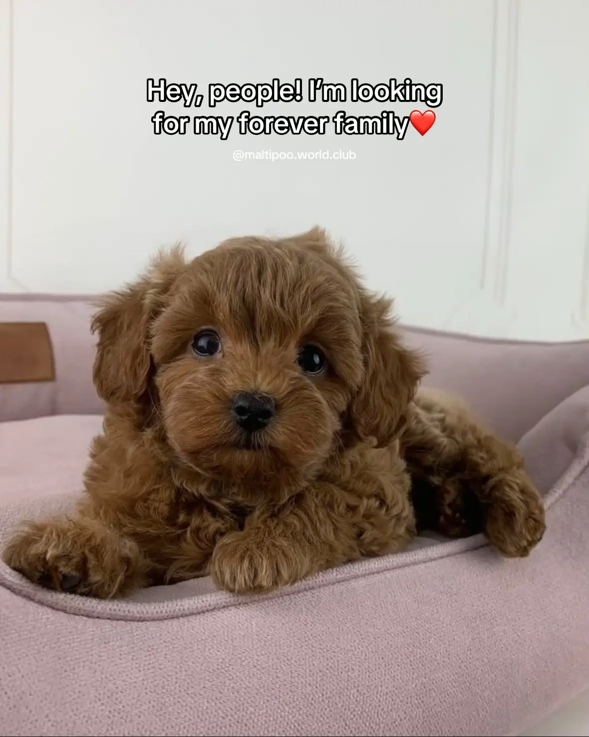 #maltipoo #maltipoosoftiktok #maltipoopuppy #maltipoos #maltipoopuppy 
