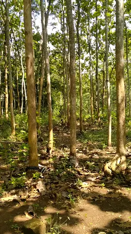 keindahan alam#keindahanalam #alampedesaan #sungaipetani #indahnyaalamku #karangmojo #gunungkidul #yogyakarta #lewatberanda #berandamu #berandatiktok #tiktokviral #tiktokviralvideo #lewatberandafyp #berandafyp #tiktokfyp 