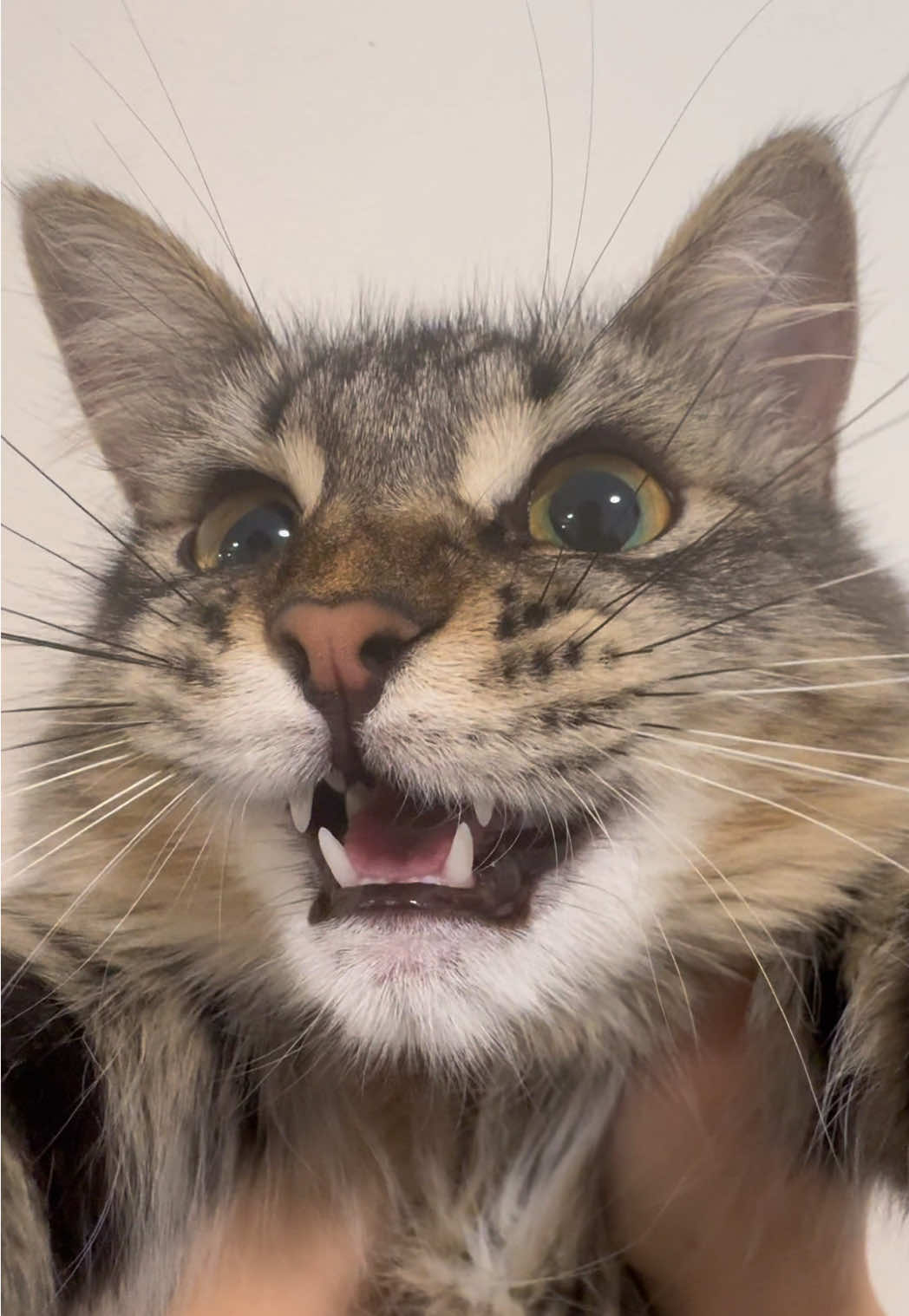 Mickey is tabby #catsofttiktok 