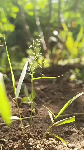 Sepertinya dia menyapaku sebentar lalu pergi.  #serangga  #Rumput  #Pagi 
