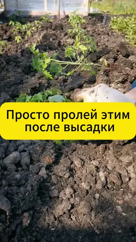 Просто пролей этим после высадки томаты, огурцы! #дача #огород #сад #подкормка #томаты #огурцы #рассада