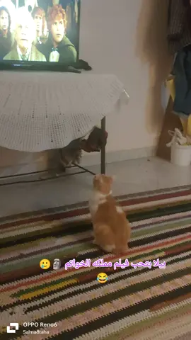 my cat love movies 🗿😂 #cat #catsoftiktok #cats #catlover #catlovers #cattok #fyp #foryou 