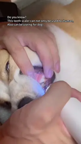 Remove your dogs tartar at home with our ultrasonic dental scaler!🦷🐶#mothersday#tartar#fyp#tiktokshoprestock#teethcare#teethcleaning#teethinghacks#tiktokmademebuyit#oralcare#tooth#tiktokcybermonday#tiktok#mothersdaygift#ultrasonicscaler