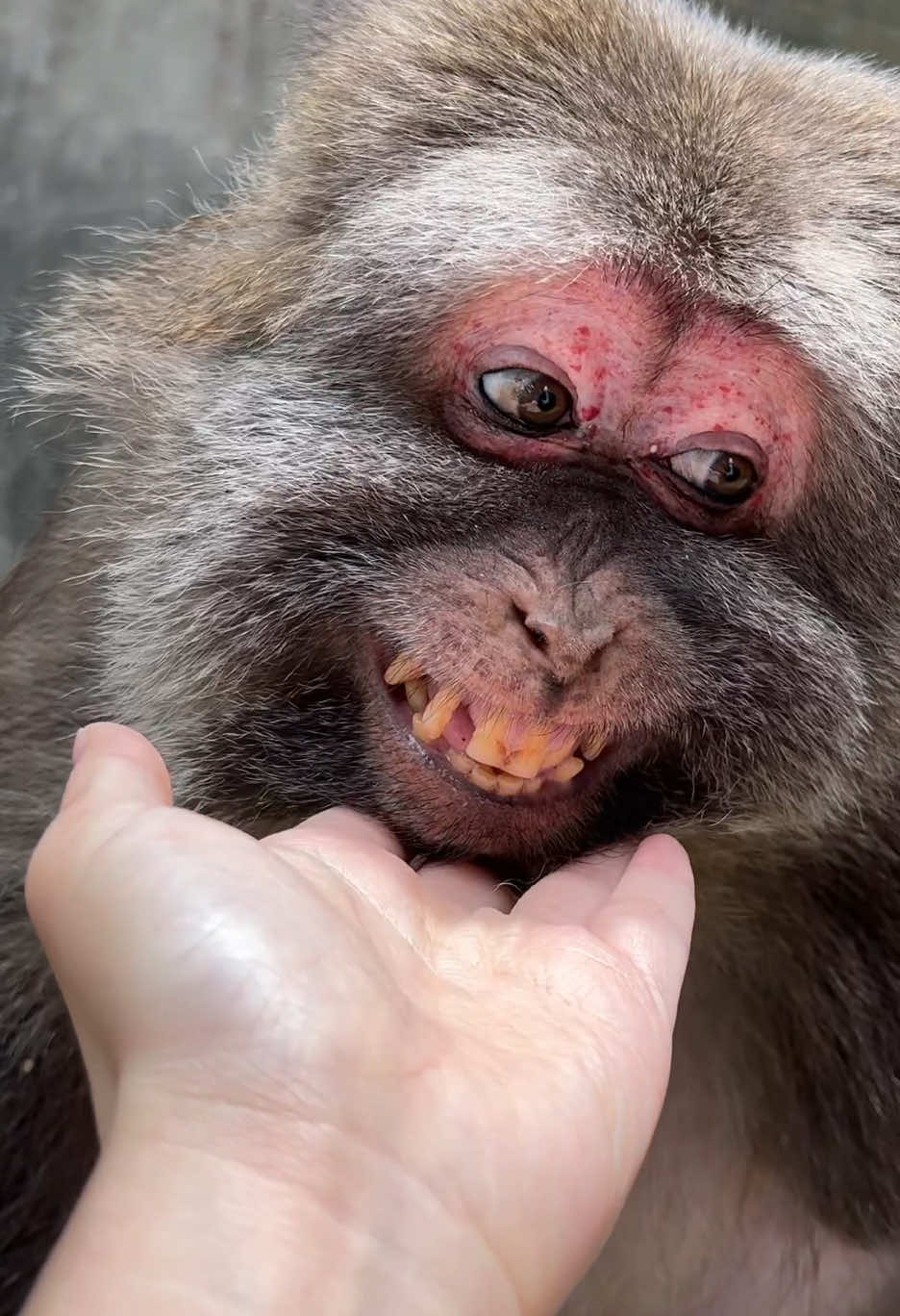 Xingxing was standing there smiling and waiting for me to go over. #monkey #monkey #xingxing #cute #lovely 