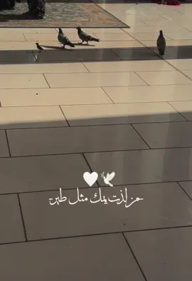 🥹🤍✨#لذت_يمك_مثل_طير🤍 #زياره_موسئ_كاظم #اكسبلور #لايك #CapCut 