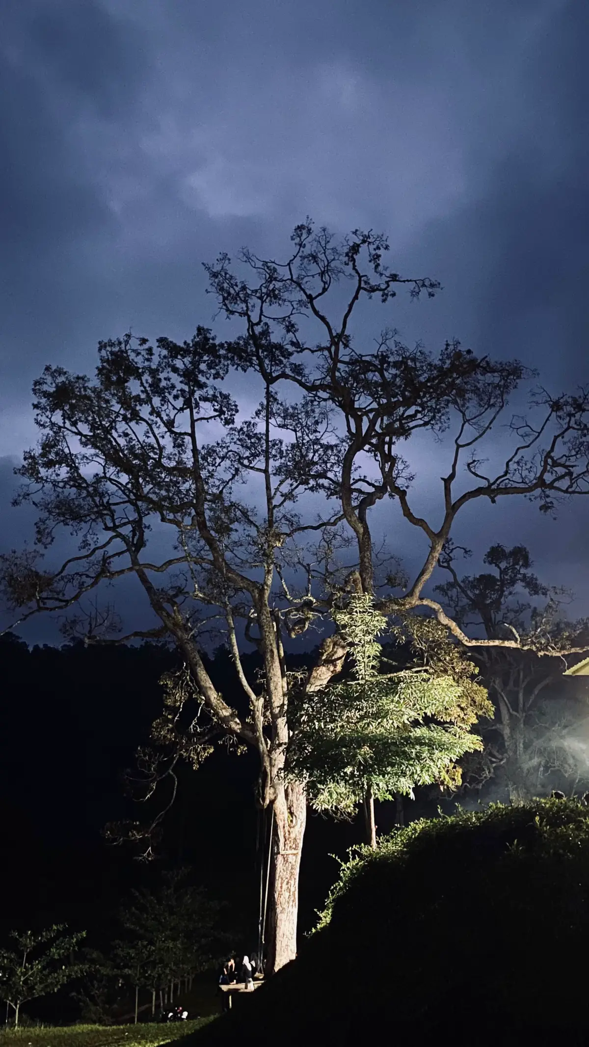pohon yang pernah dijadikan bidang dalam menyimpan memories seseorang