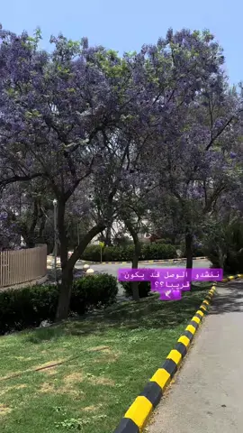 #CapCut #تصويري_تصميمي #عدستي📸 #موسم_وردالجاكرندا #💜🕊️ #اكسبلورexplore #يستحق_المشاهدة👑 #امال_ماهر #سكن_الليل #🎼♥️ #الطائف #مساء_الحب_والسعاده #مالي_خلق_احط_هاشتاقات #💜💜💜💜💜 #