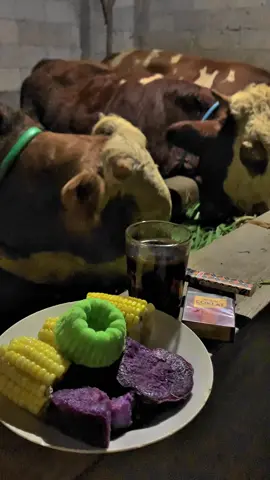 Sholawati sek🥰#CapCut #sholawat #peternaksapiindonesia #sobatngaret #sapijumbo #sapiqurban #peternakmilenial #banjarnegara 