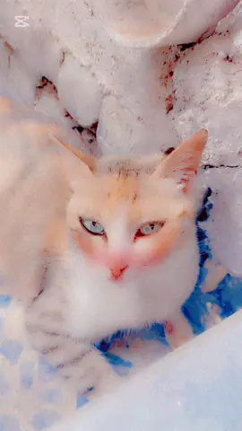 #صدقة_للحلوة_مال_المنطقة🦋💖 💛💚💛💙❤️💜🥺