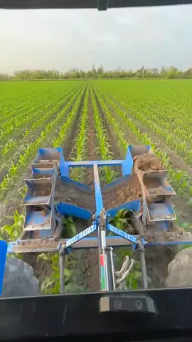 Menggemburkan media tanam pada tanaman jagung #fyp #trending #viral #reels #shorts #vod #fbpro #facebookpro #pemula #pertanian #agriculture #farming #perkebunan #kebun #gardening #garden #harvesting #berkebun #tips #kreatif #ide #inspirasi #jagung #corn 