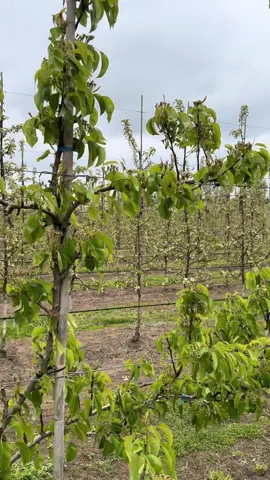 Груша завязалась не смотря на заморозки 6 раз по -4,5 