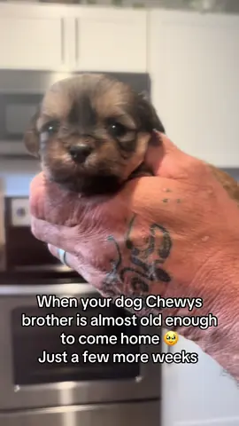 #shihtzupuppy 
